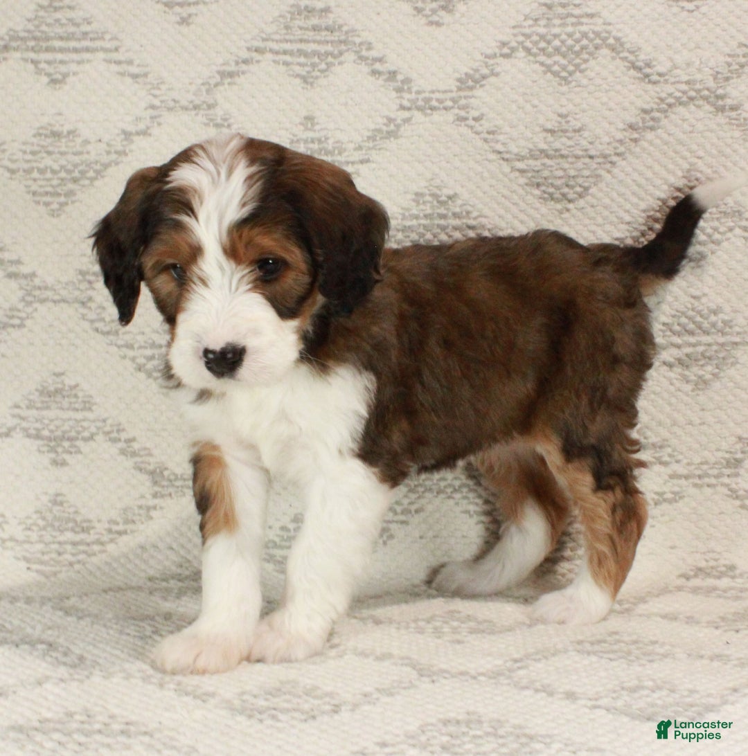 Bernedoodle dogs for sale: Willow  - Ad 4