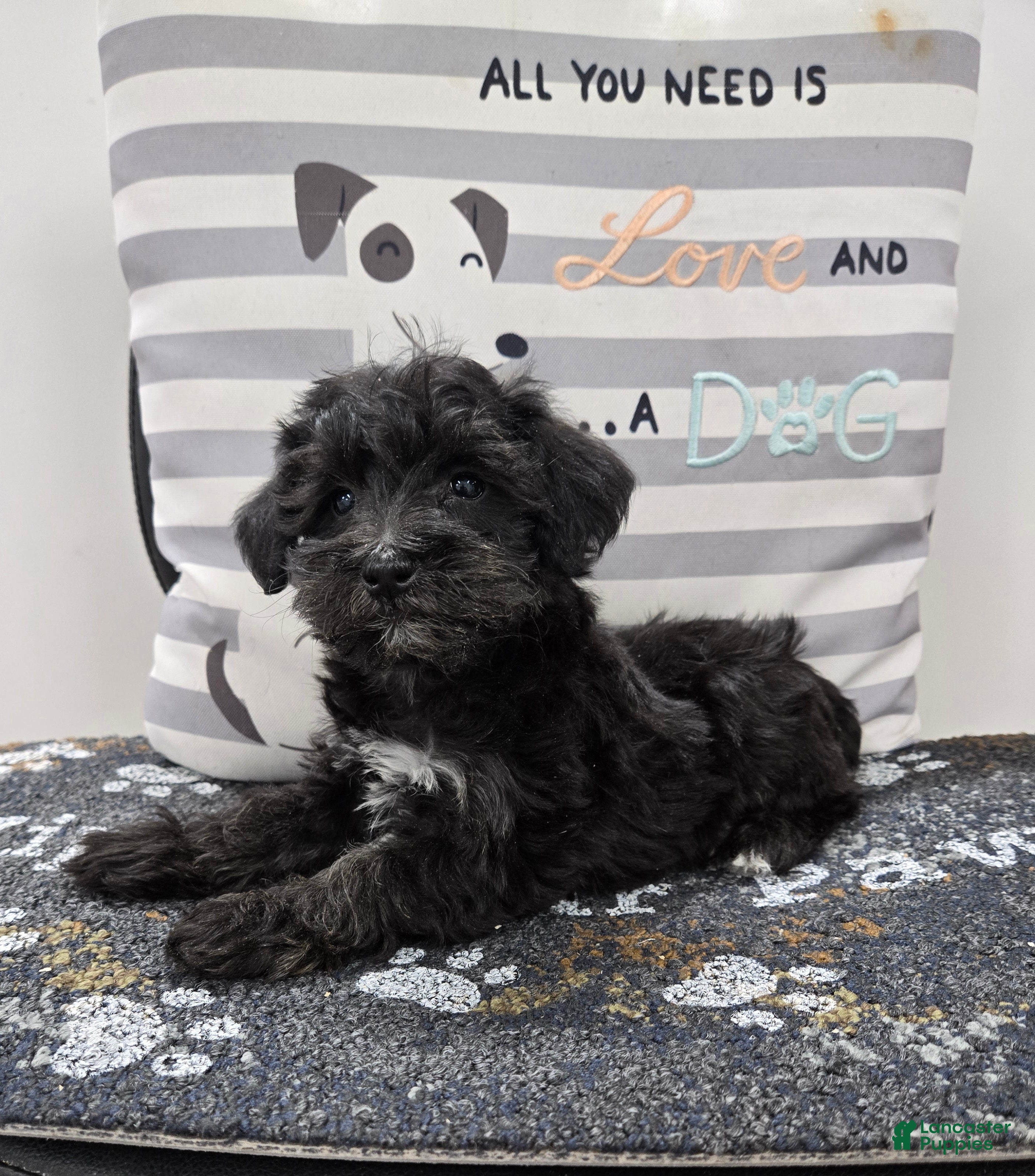 Schnoodle dogs Dixie - Ad 31