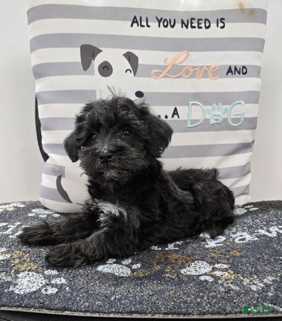 Schnoodle dogs for sale: Dixie - Ad 1