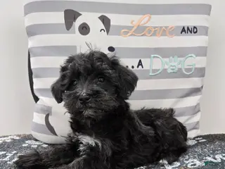 Schnoodle dogs Dixie - Ad 31