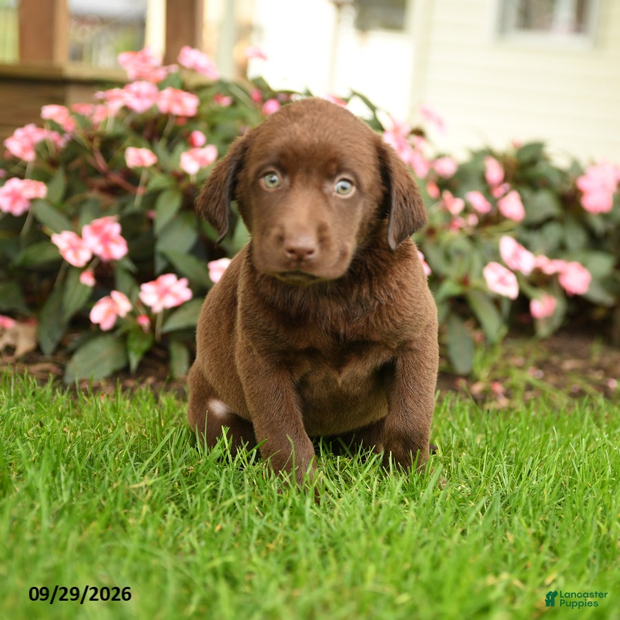 Labrador Retriever dogs Stella - Ad 1