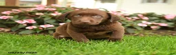 Labrador Retriever dogs for sale: Stella - Ad 1