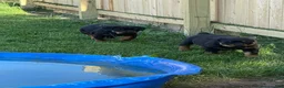 Rottweiler dogs for sale: Rottweiler Puppy 1 - Ad 23