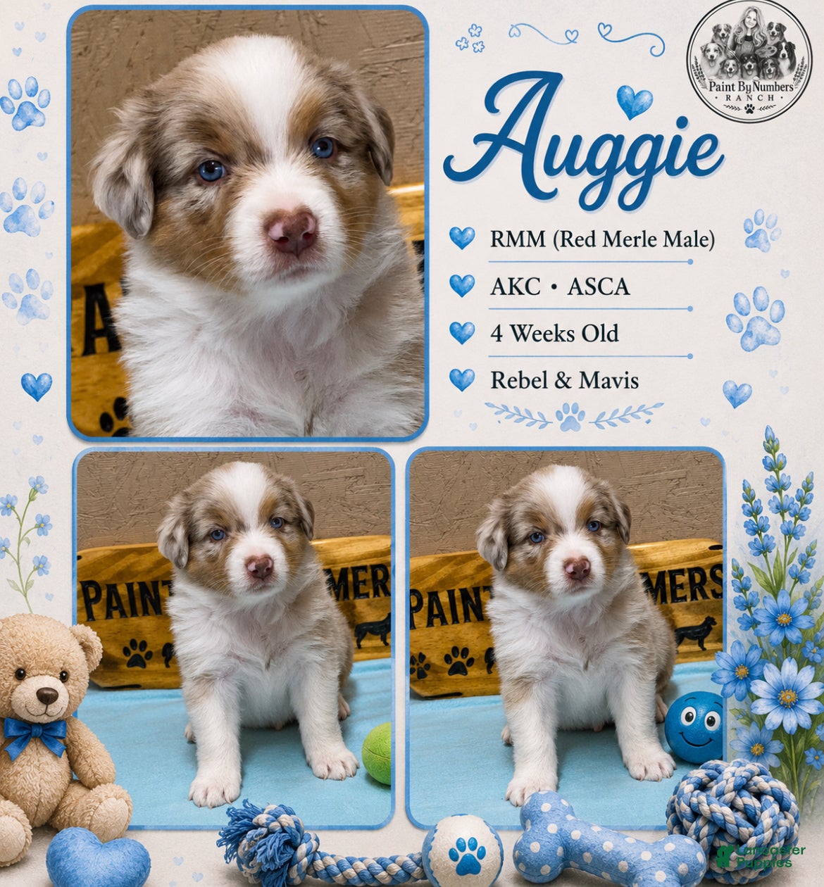 Australian Shepherd dogs Auggie - Ad 6