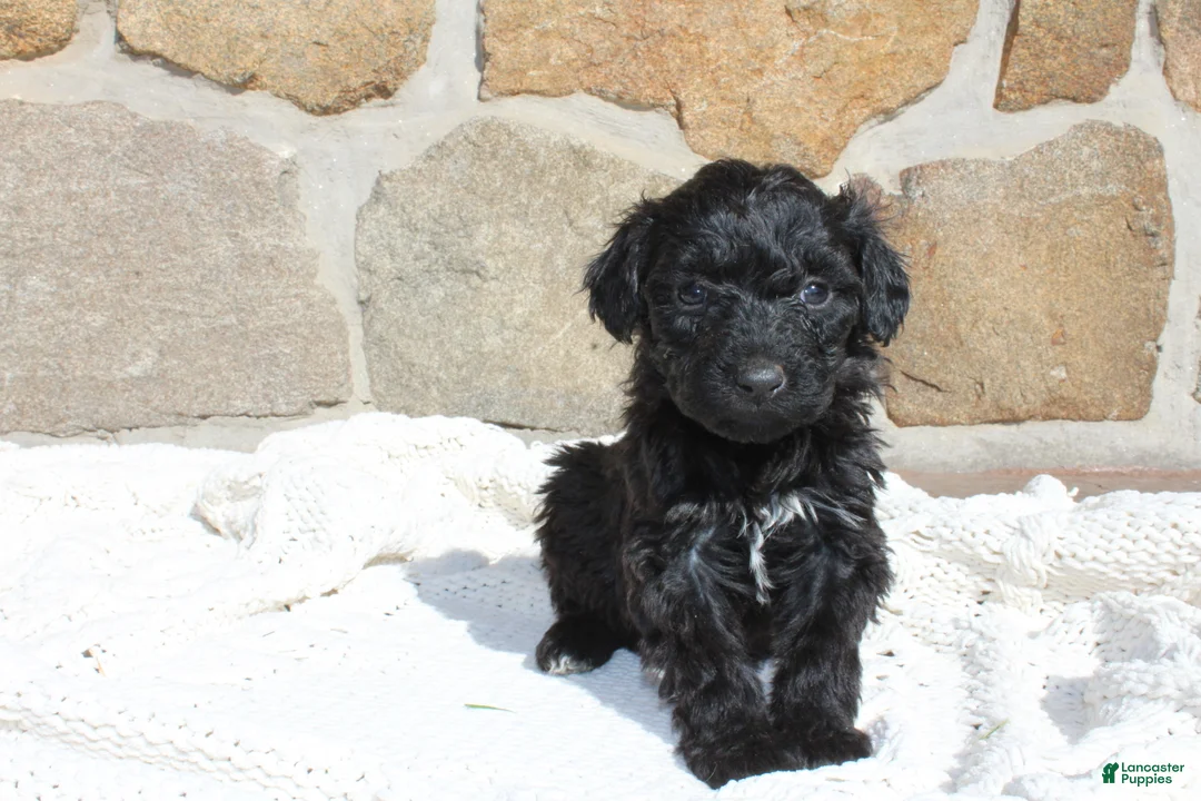 Portuguese Water Dog dogs for sale: Maya - Ad 1