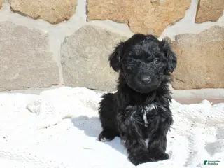 Portuguese Water Dog dogs Maya - Ad 9