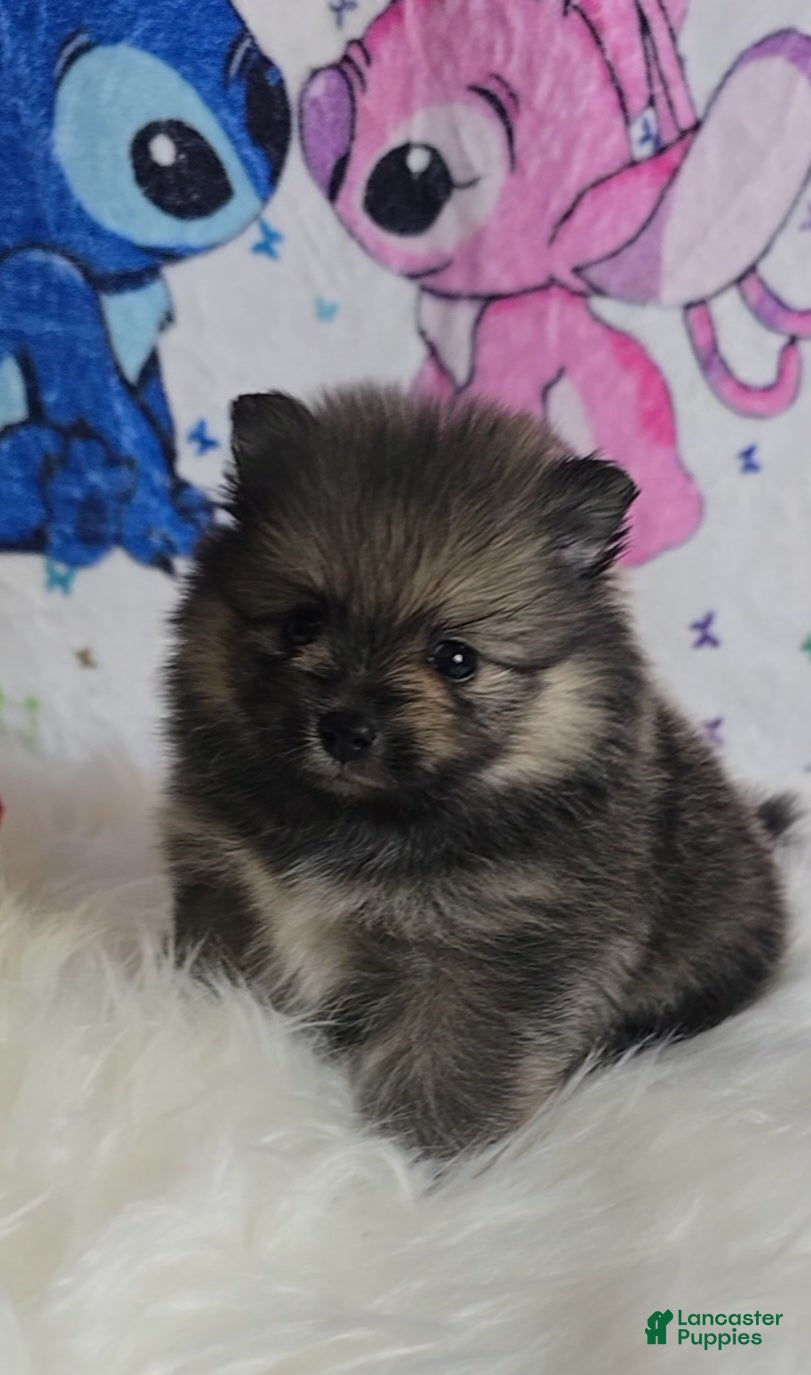 Pomeranian dogs Beastie - Ad 21