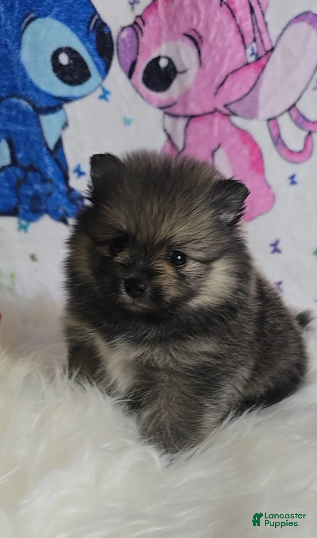 Pomeranian dogs for sale: Beastie - Ad 1