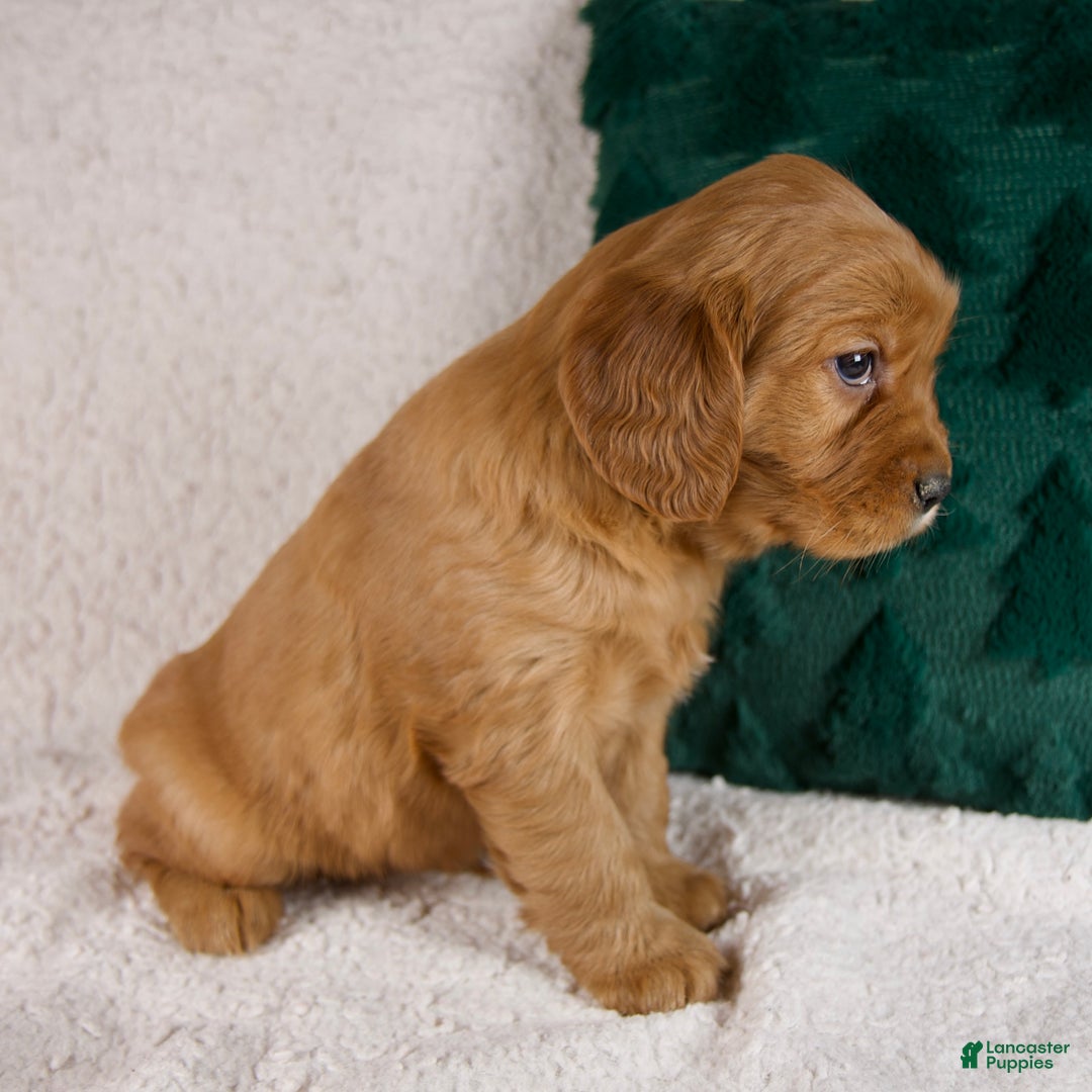 Mixed Breed dogs for sale: Moose - Ad 4