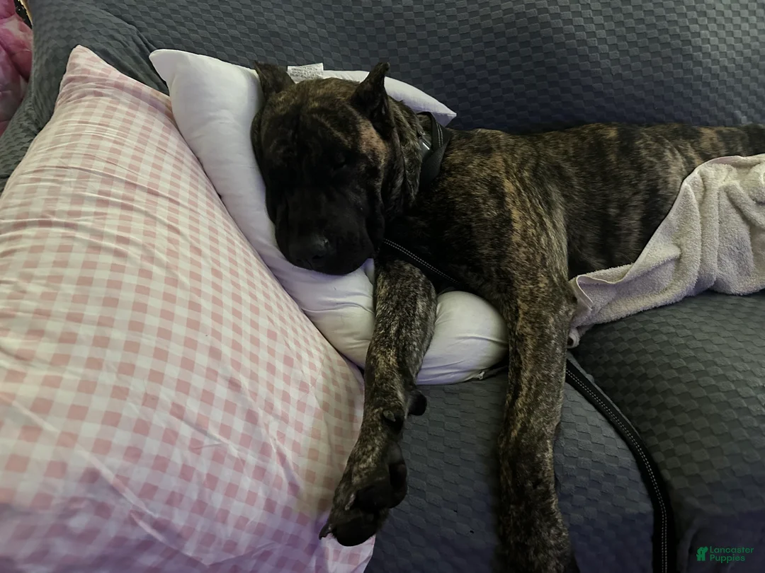 Mixed Breed dogs for sale: Mixed Breed Puppy 2 - Ad 5