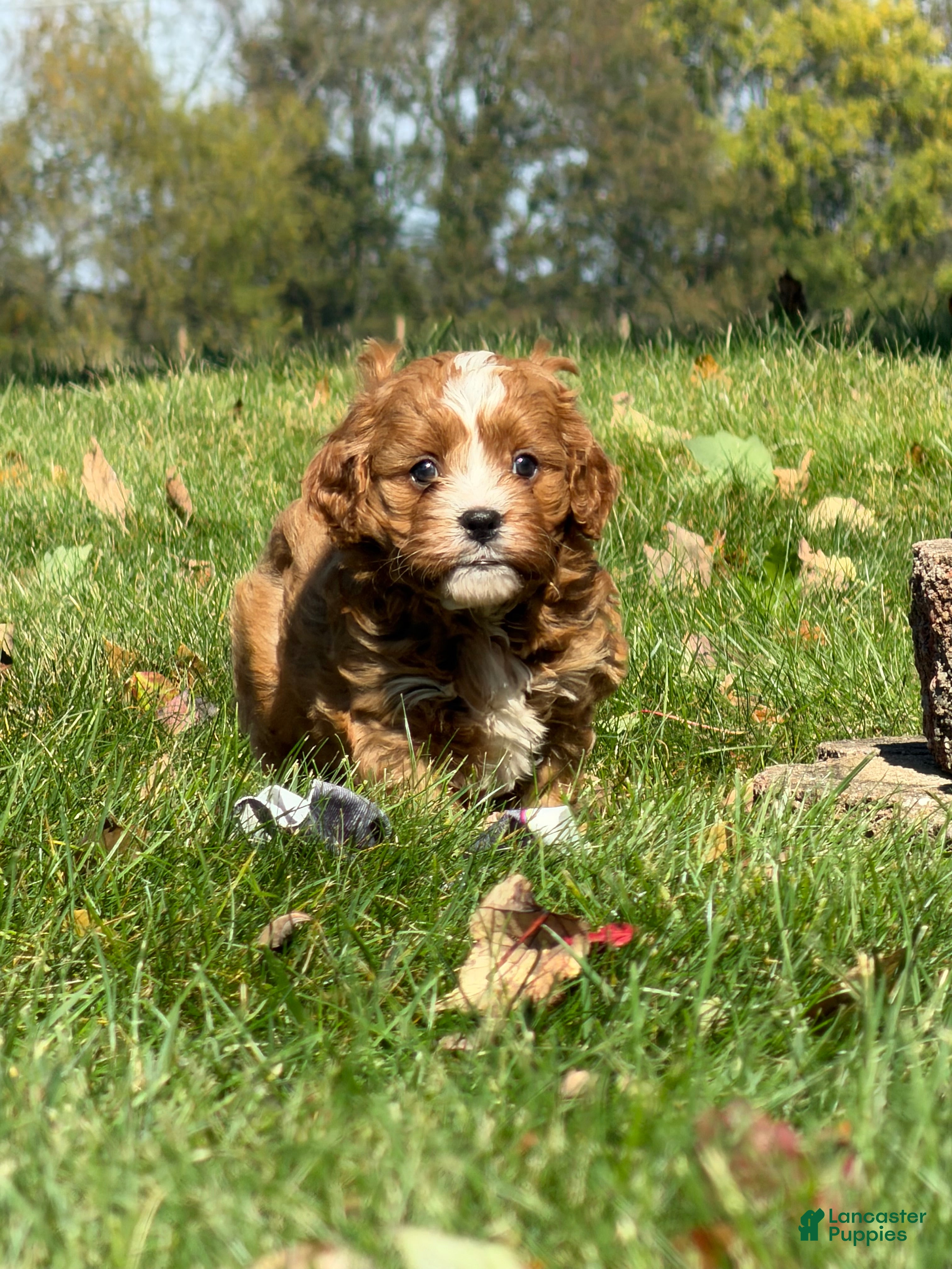 Cavapoo dogs Copper - Ad 2
