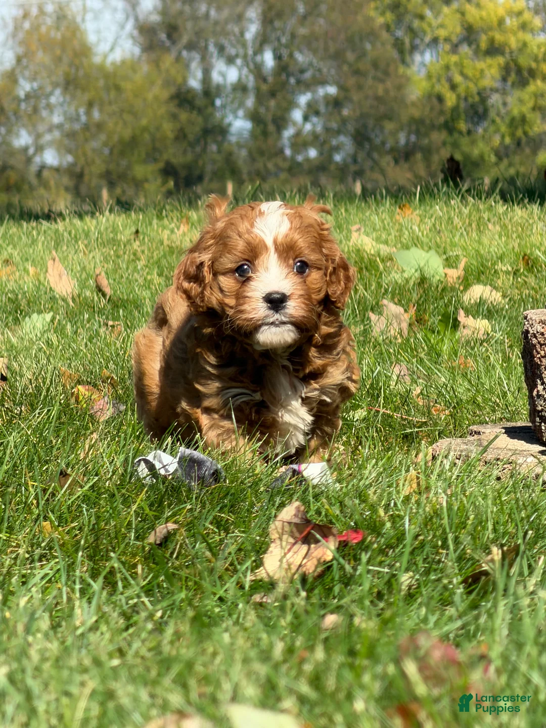 Cavapoo dogs for sale: Copper - Ad 2