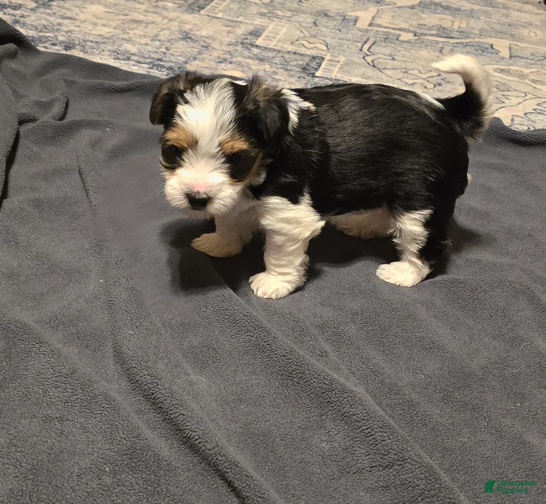 Morkie dogs for sale: Panda - Ad 4