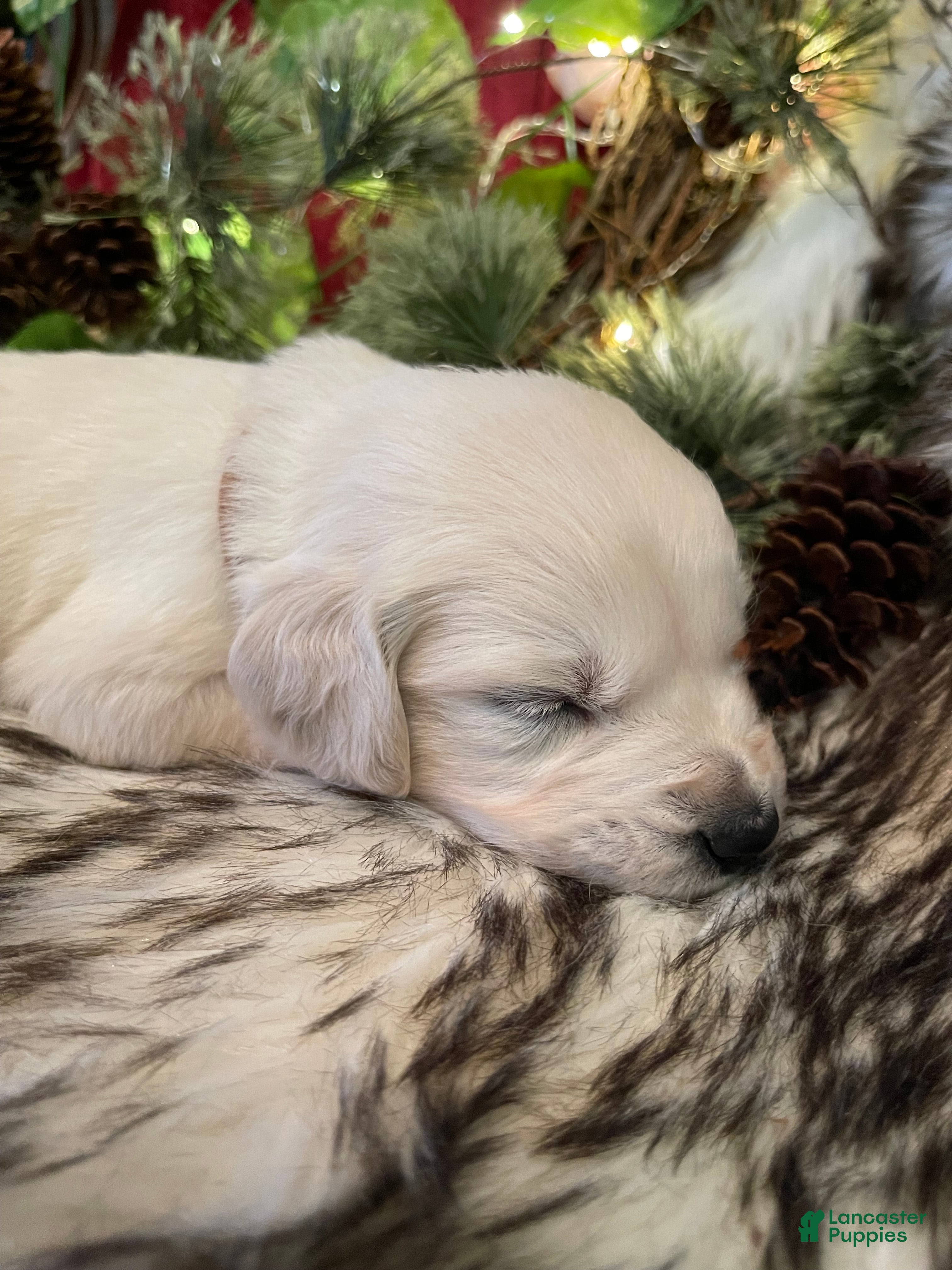 Golden Retriever dogs Mya - Ad 2