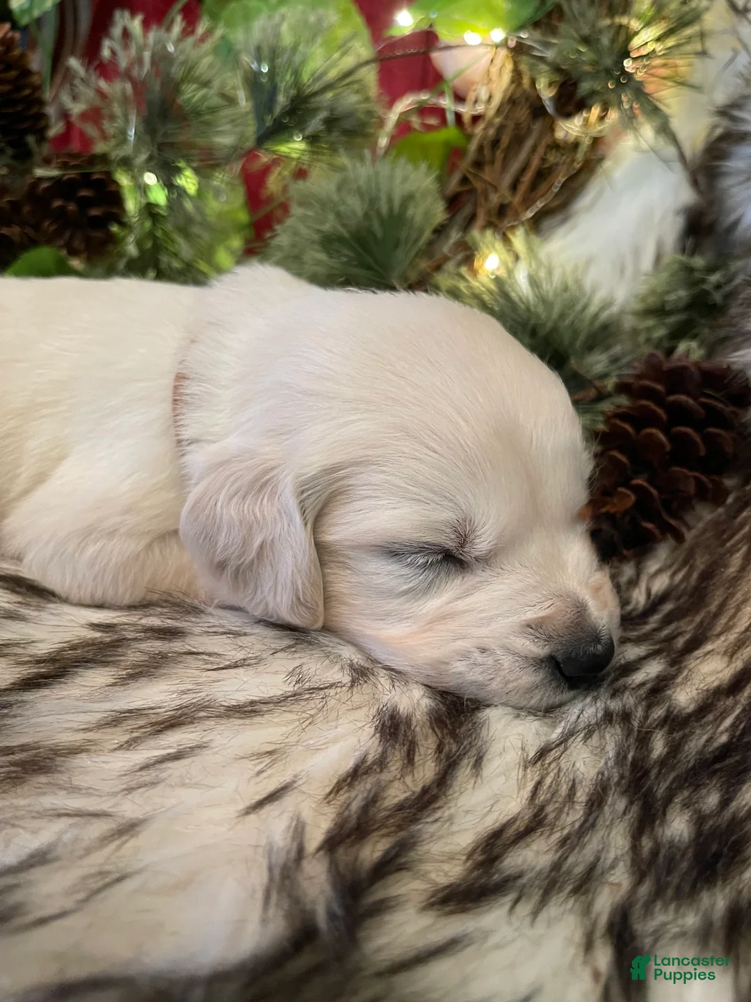 Golden Retriever dogs for sale: Mya - Ad 2