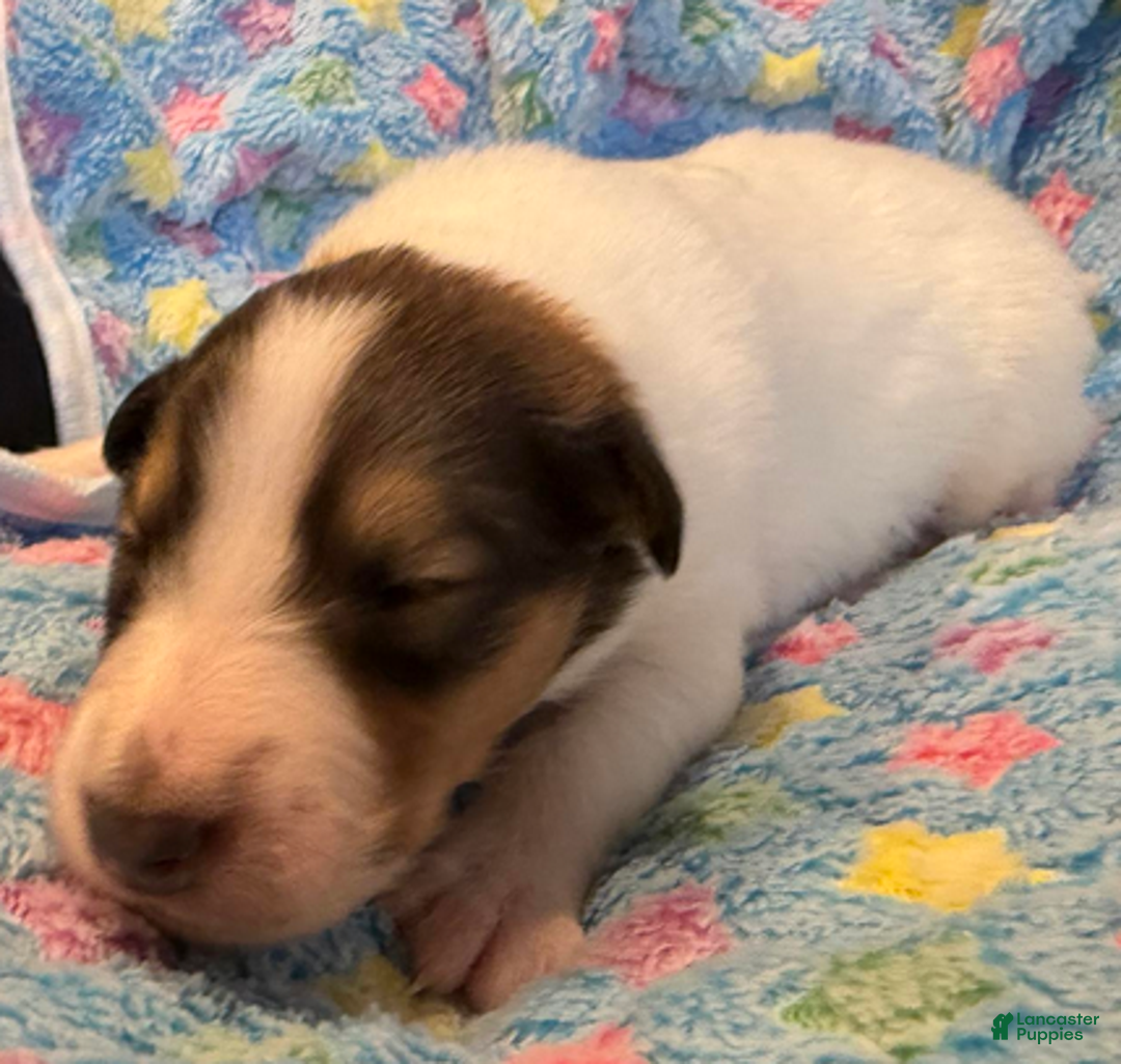 Collie dogs for sale: Tim - Ad 2