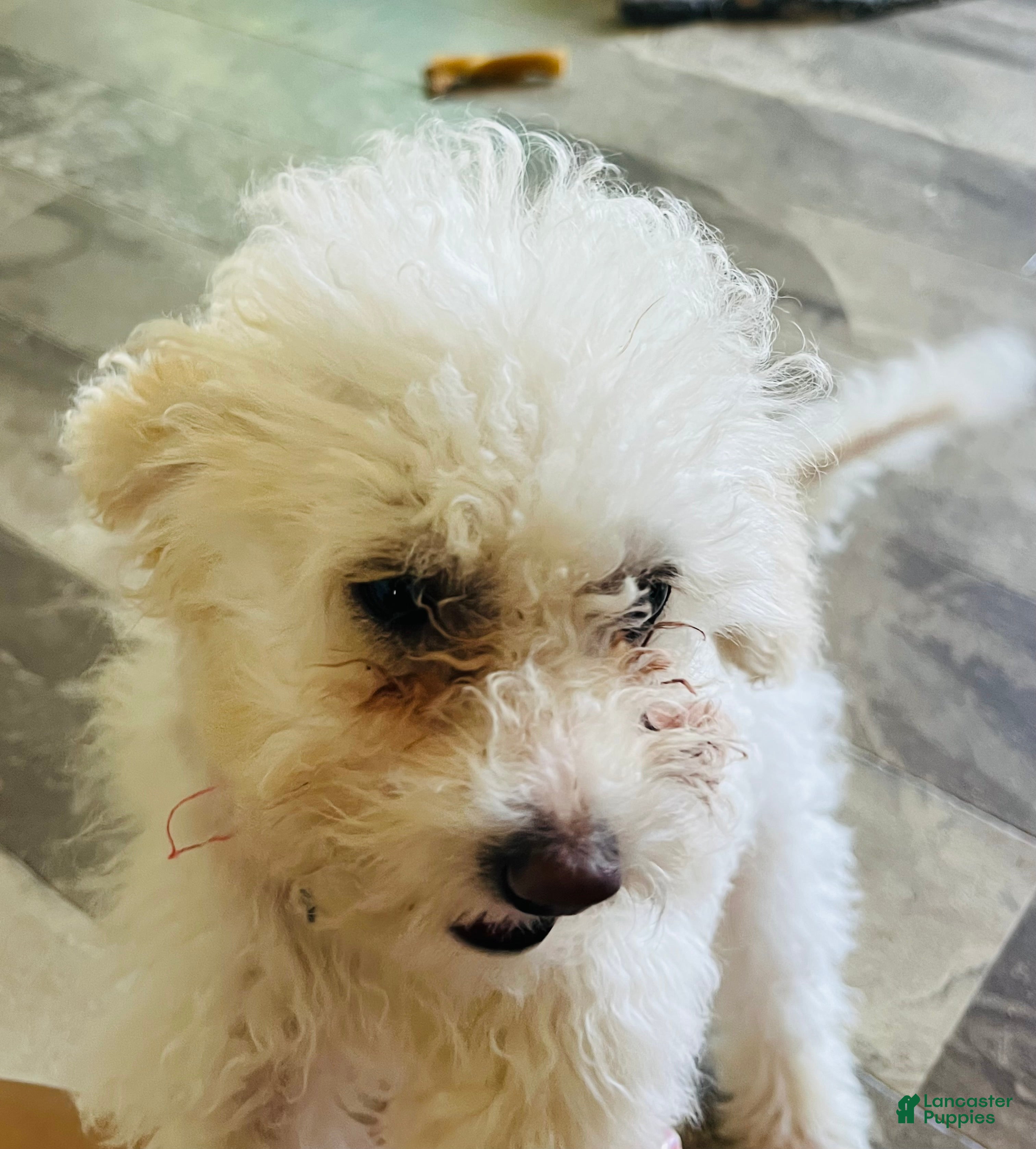 Cavapoo dogs April - Ad 2
