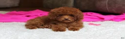 Toy Poodle dogs for sale: Mia - Ad 8
