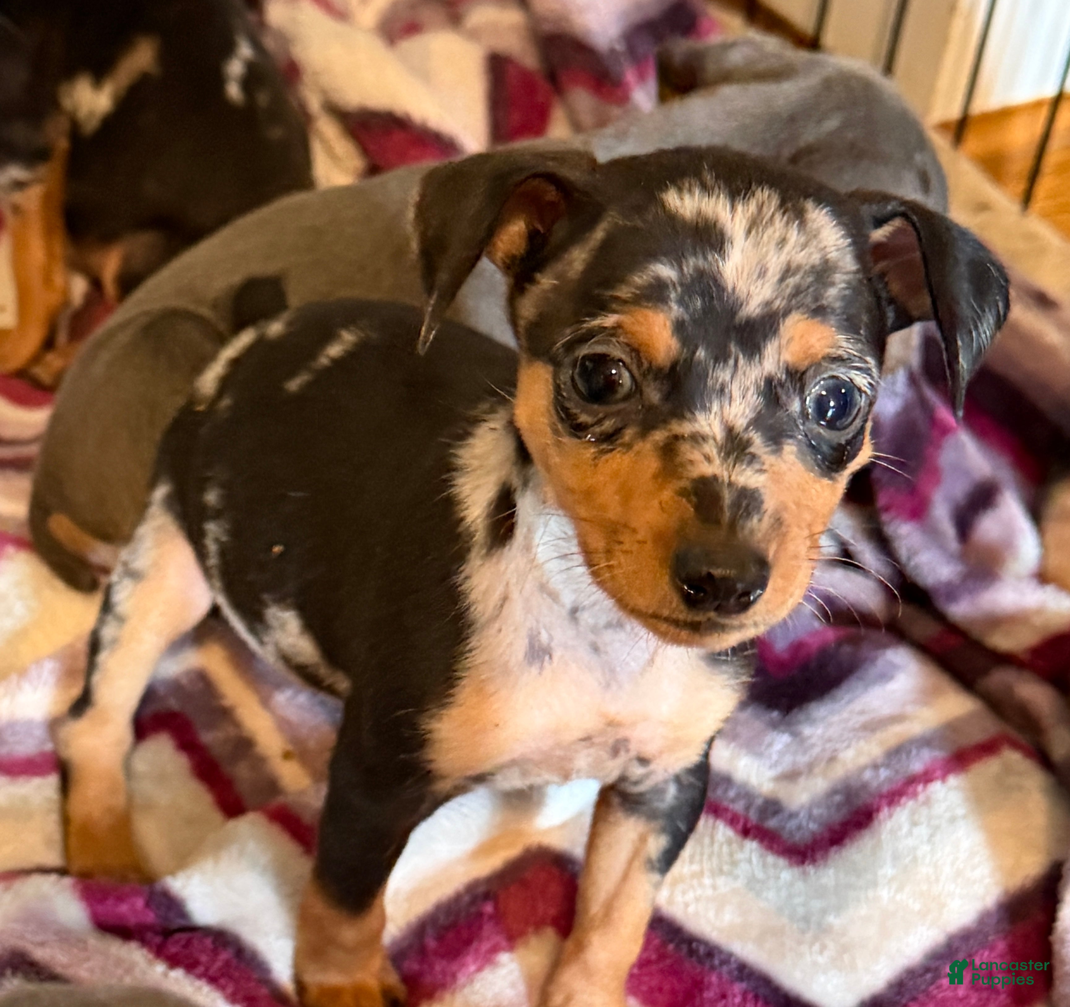 Miniature Pinscher dogs Miniature Pinscher Puppy 3 - Ad 16