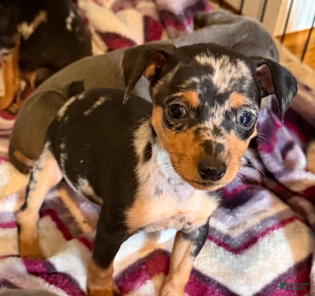 Miniature Pinscher dogs for sale: Miniature Pinscher Puppy 3 - Ad 1
