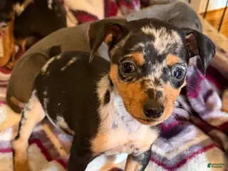 Miniature Pinscher dogs Miniature Pinscher Puppy 3 - Ad 16