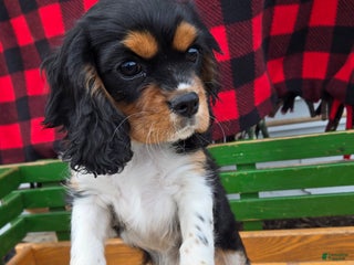 Cavalier King Charles Spaniel dogs Rover - Ad 38