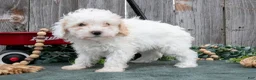 Toy Poodle dogs for sale: Daisy - Ad 1