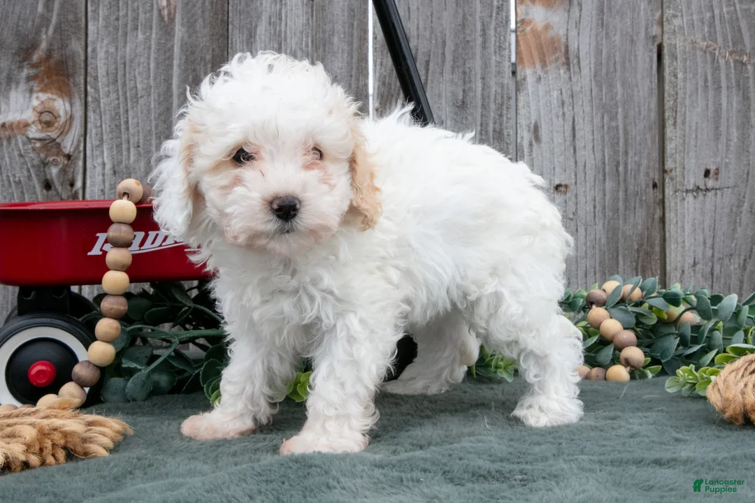 Toy Poodle dogs for sale: Daisy - Ad 1