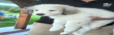 Great Pyrenees 3