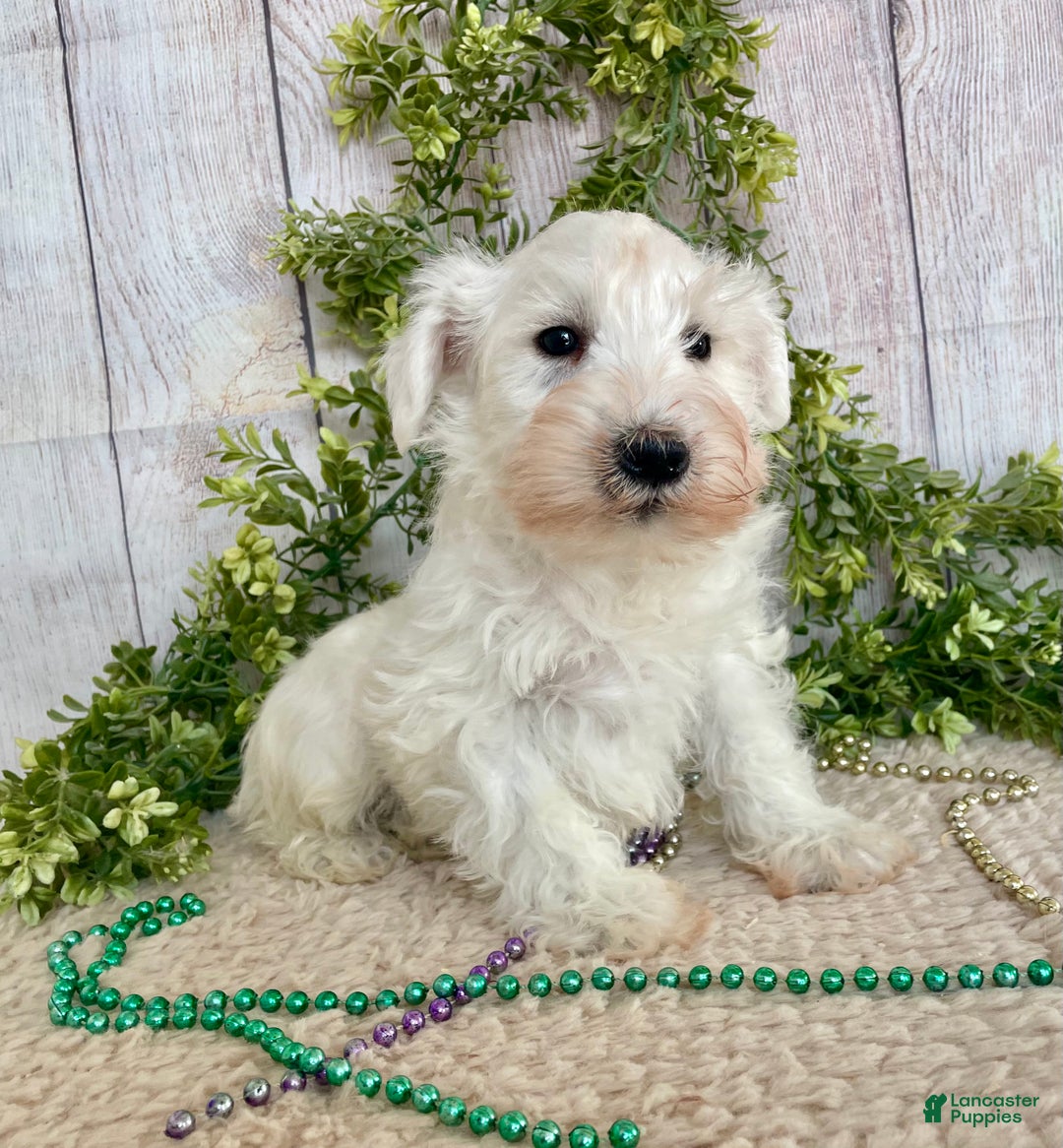 Miniature Schnauzer dogs for sale: Miniature Schnauzer Puppy 1 - Ad 6