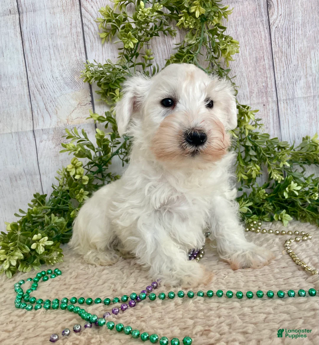 Miniature Schnauzer dogs for sale: Miniature Schnauzer Puppy 1 - Ad 6