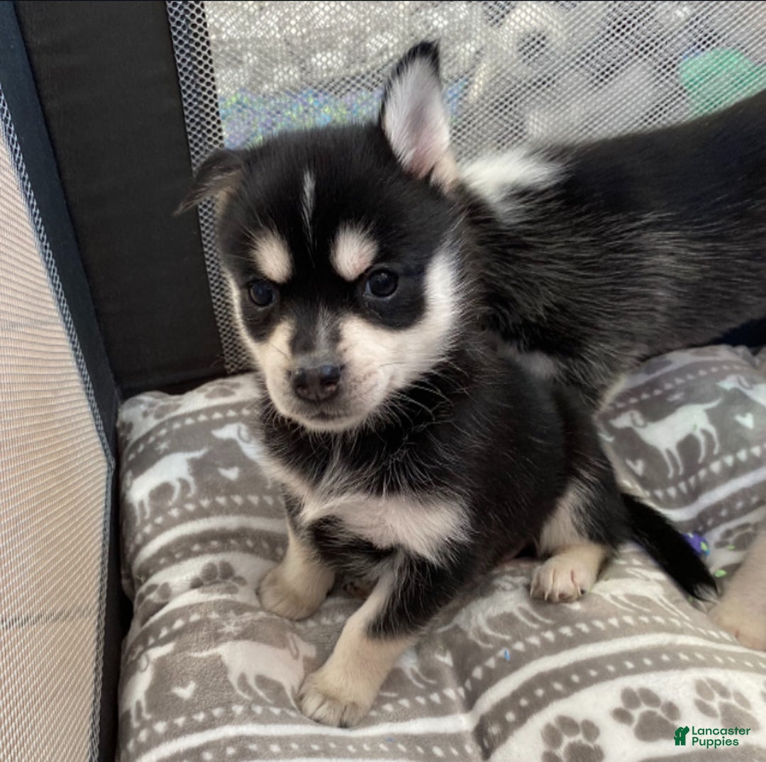 Pomsky dogs for sale: Sugar  - Ad 2