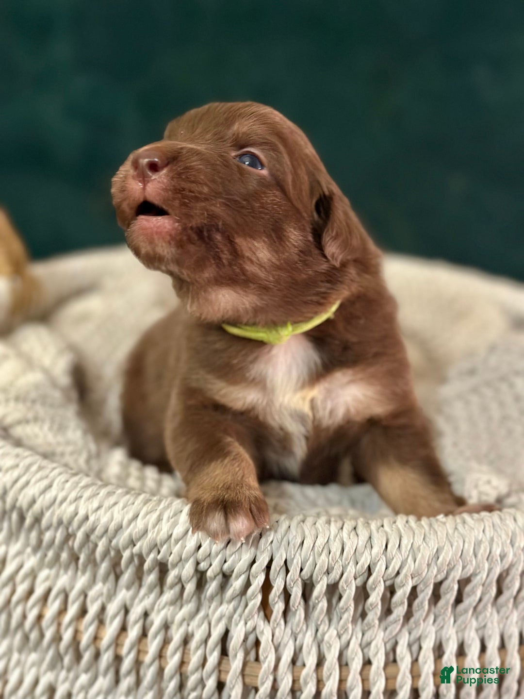 Australian Shepherd dogs for sale: Red Tri Male (Frankie) - Ad 2