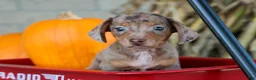 Miniature Dachshund dogs for sale:  Zion💙 - Ad 3