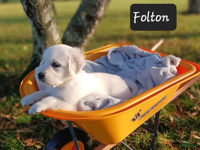 Golden Retriever dogs Folton - Ad 1