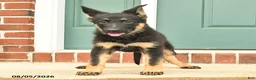 German Shepherd dogs for sale: Freya - Ad 10