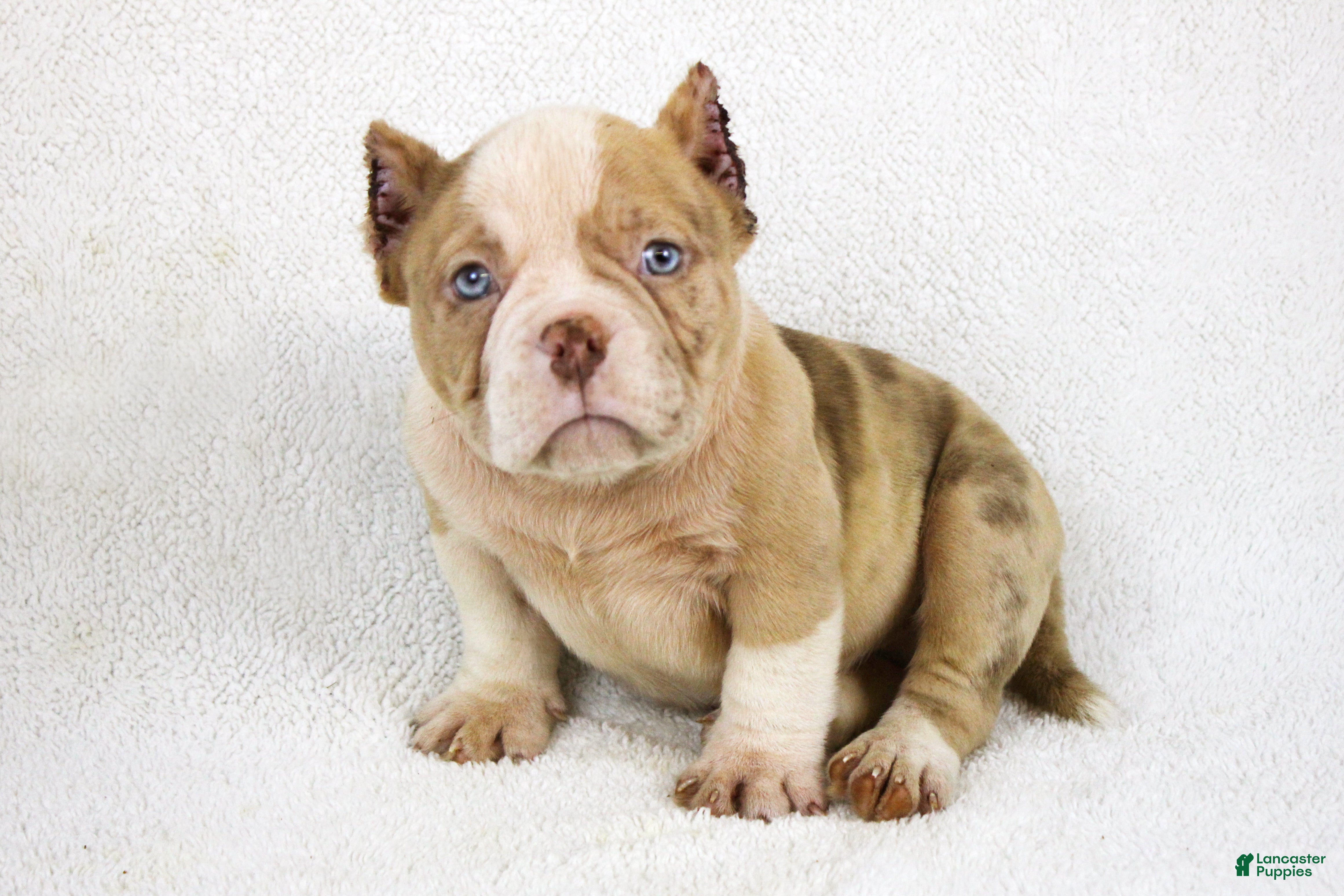 American Bully dogs Chocolate Merle Male - Ad 12