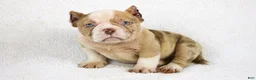 American Bully dogs for sale: Lilac Merle Male - Ad 1