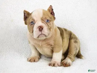 American Bully dogs Chocolate Merle Male - Ad 12