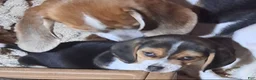 Beagle dogs for sale: Beagle Puppy 1 - Ad 3