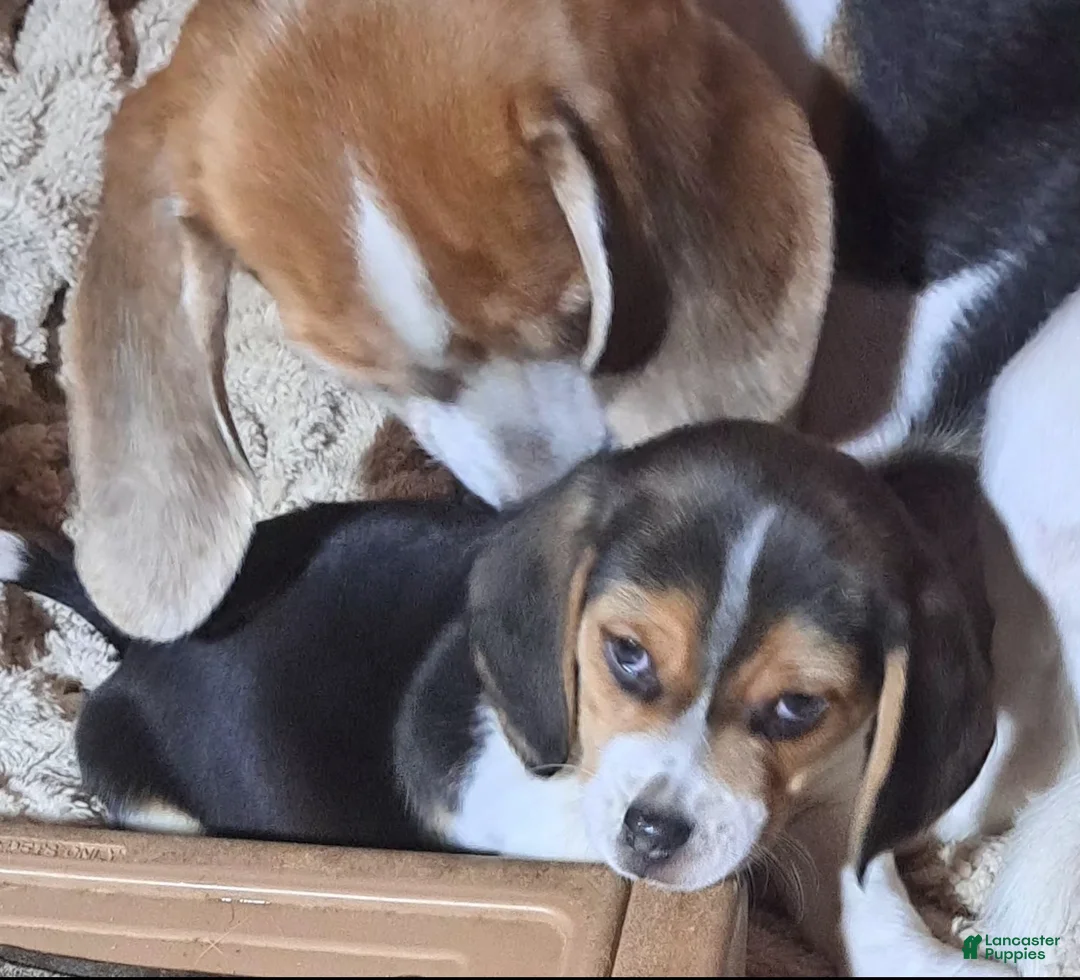 Beagle dogs for sale: Beagle Puppy 1 - Ad 3