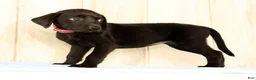 Labrador Retriever dogs for sale: Boba - Ad 6