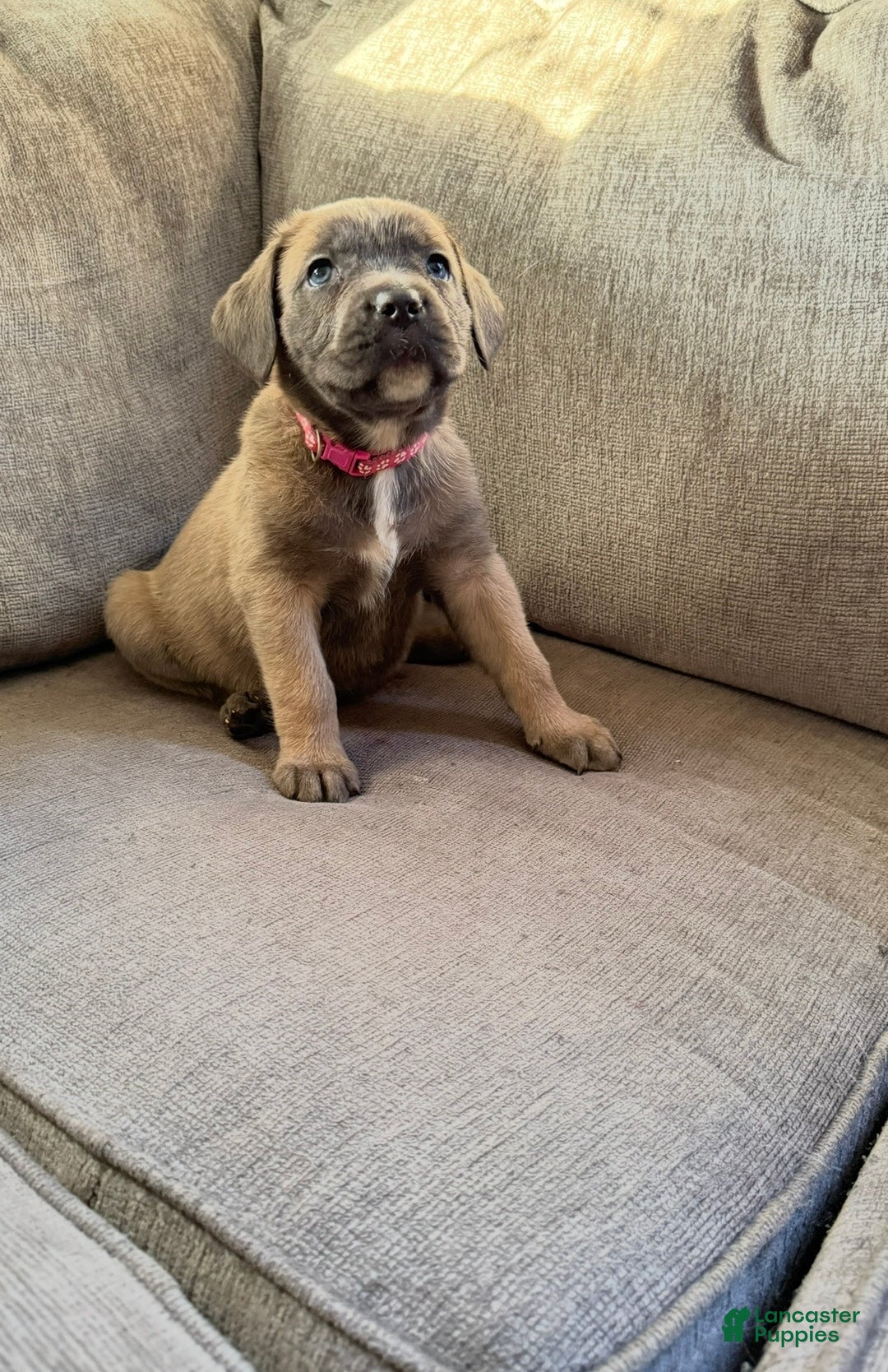 Cane Corso dogs for sale: Sweet tea  - Ad 2