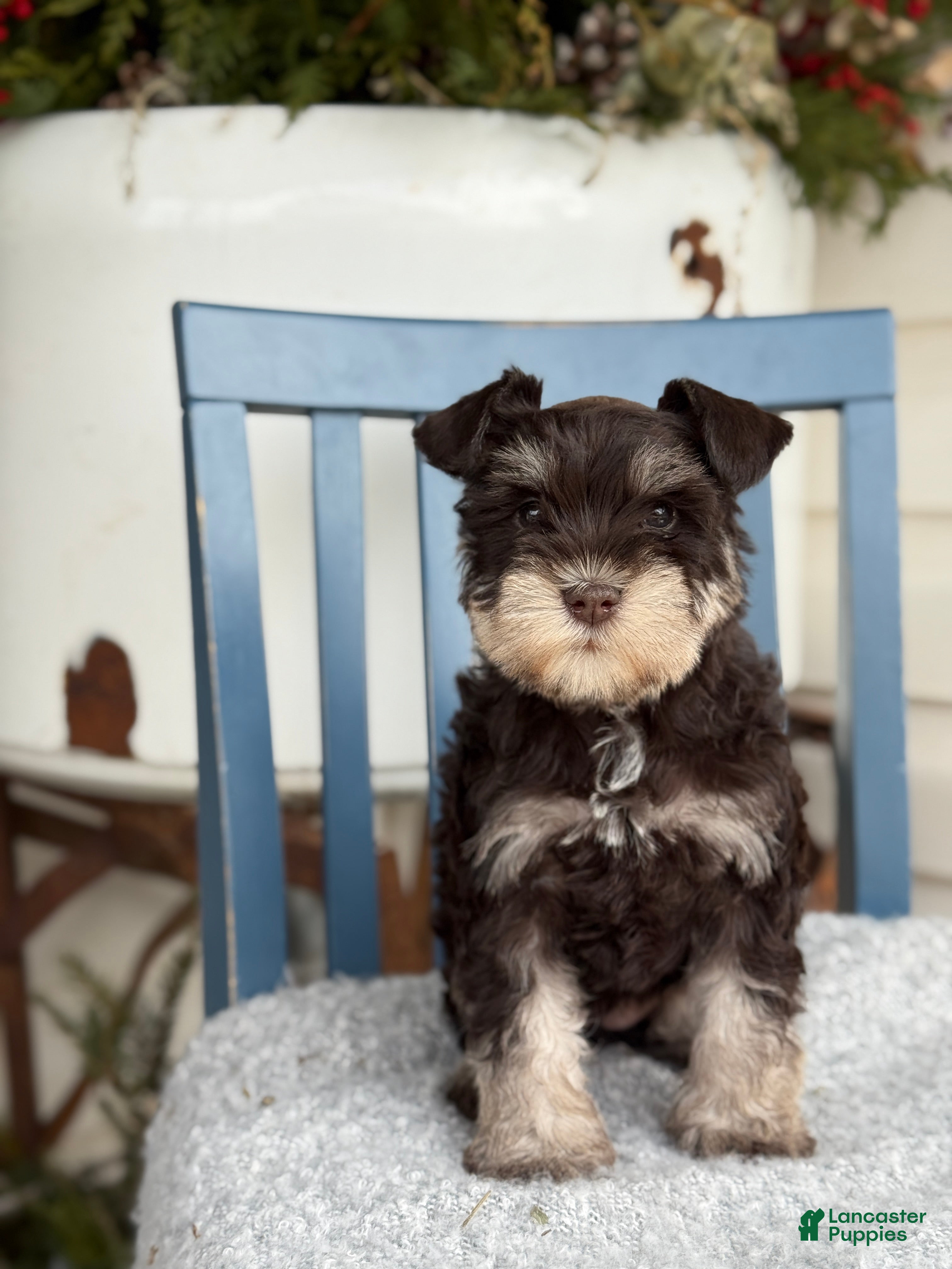 Miniature Schnauzer dogs Duchess - Ad 16