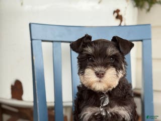 Miniature Schnauzer dogs Duchess - Ad 34