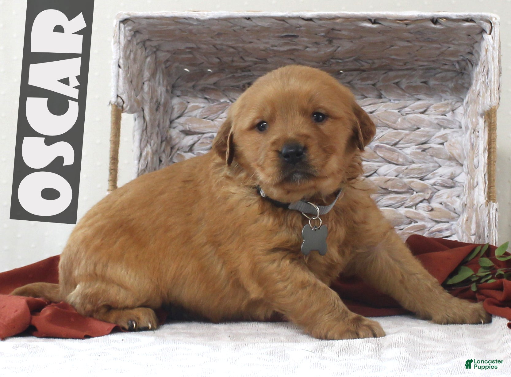 Golden Retriever dogs Oscar - Ad 7