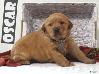 Golden Retriever dogs Oscar - Ad 7