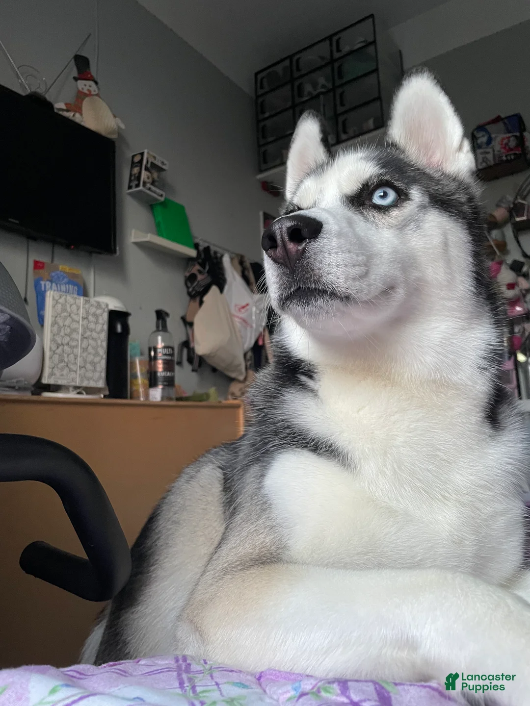 Siberian Husky dogs for sale: Koda - Ad 2
