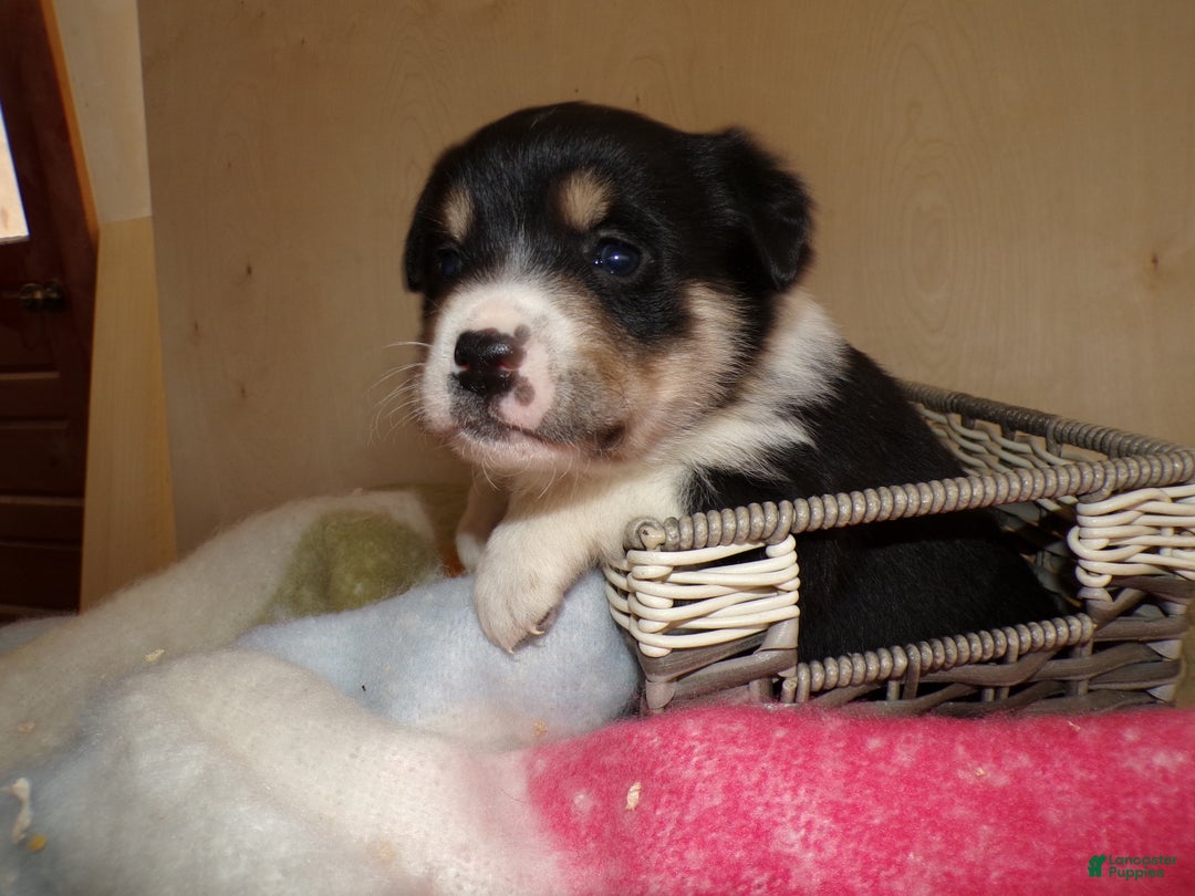 Border Collie dogs for sale: Border Collie Puppy 6 Ryly - Ad 3