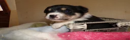 Border Collie dogs for sale: Border Collie Puppy 6 Ryly - Ad 3